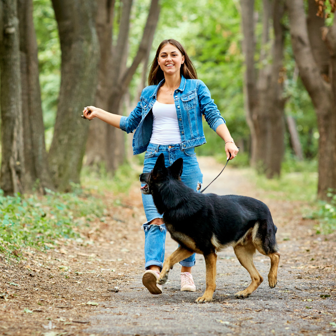 11 Ways a German Shepherd Can Help You Thrive