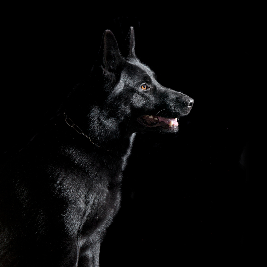 Black German Shepherd