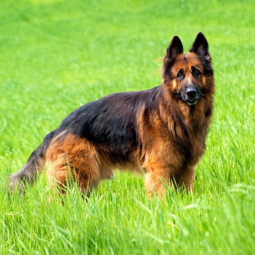 EU-Show-Line-GSD