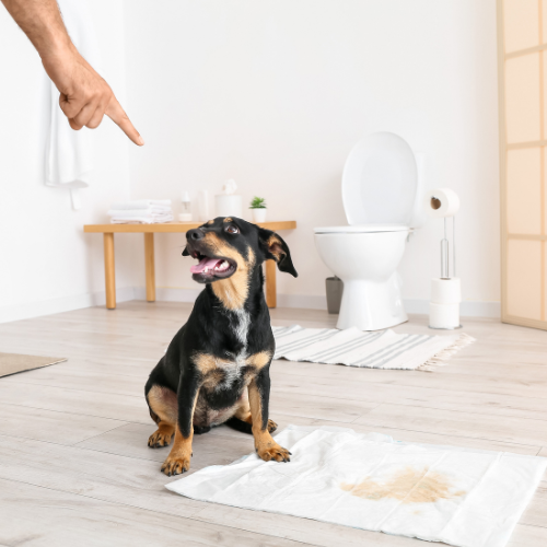 German-Shepherd-Potty-Training German-Shepherd-Potty-Training