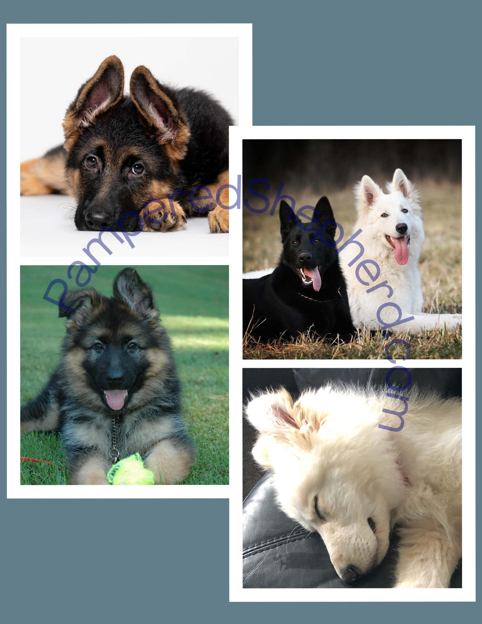 German Shepherd Puppy 1