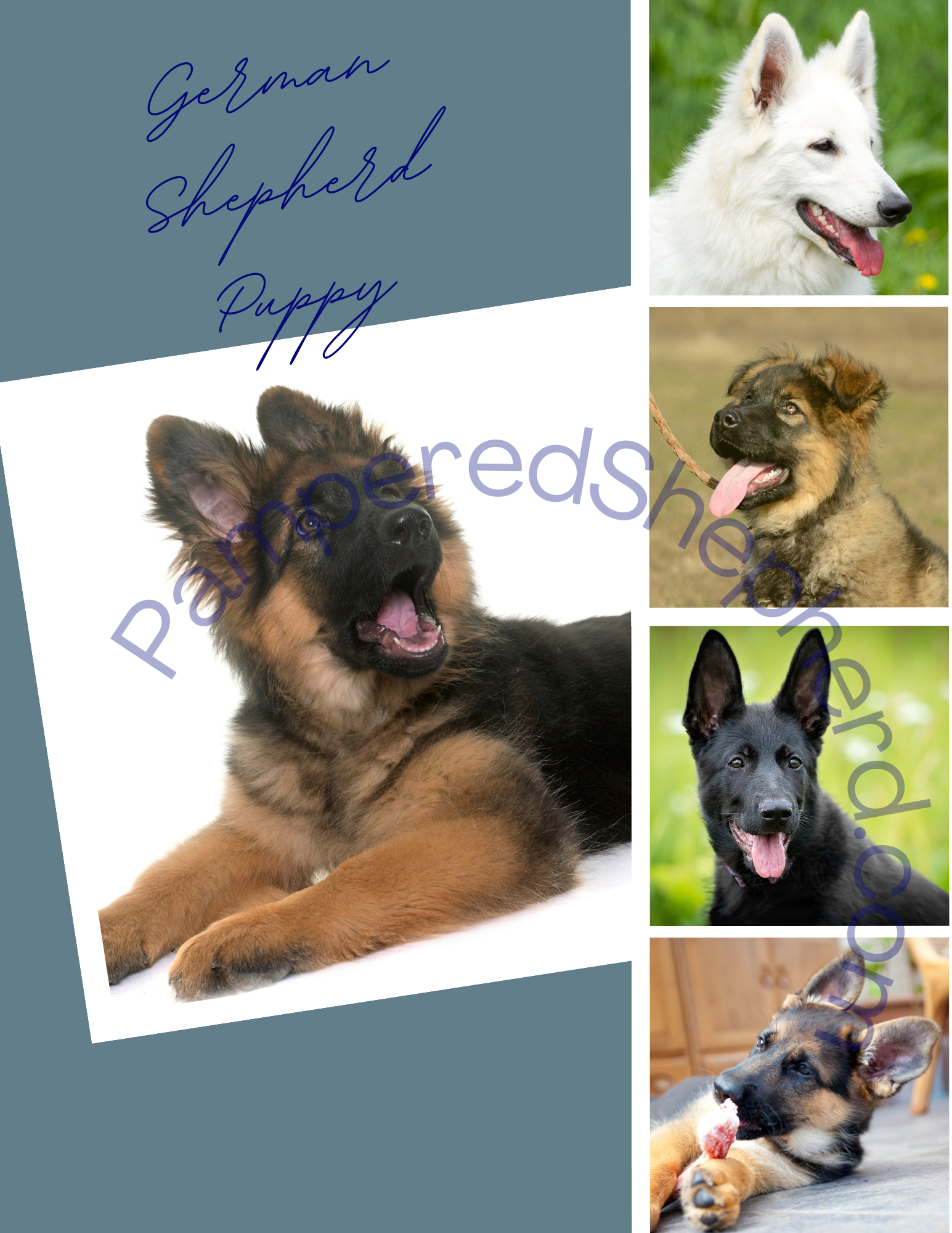 German Shepherd Puppy
