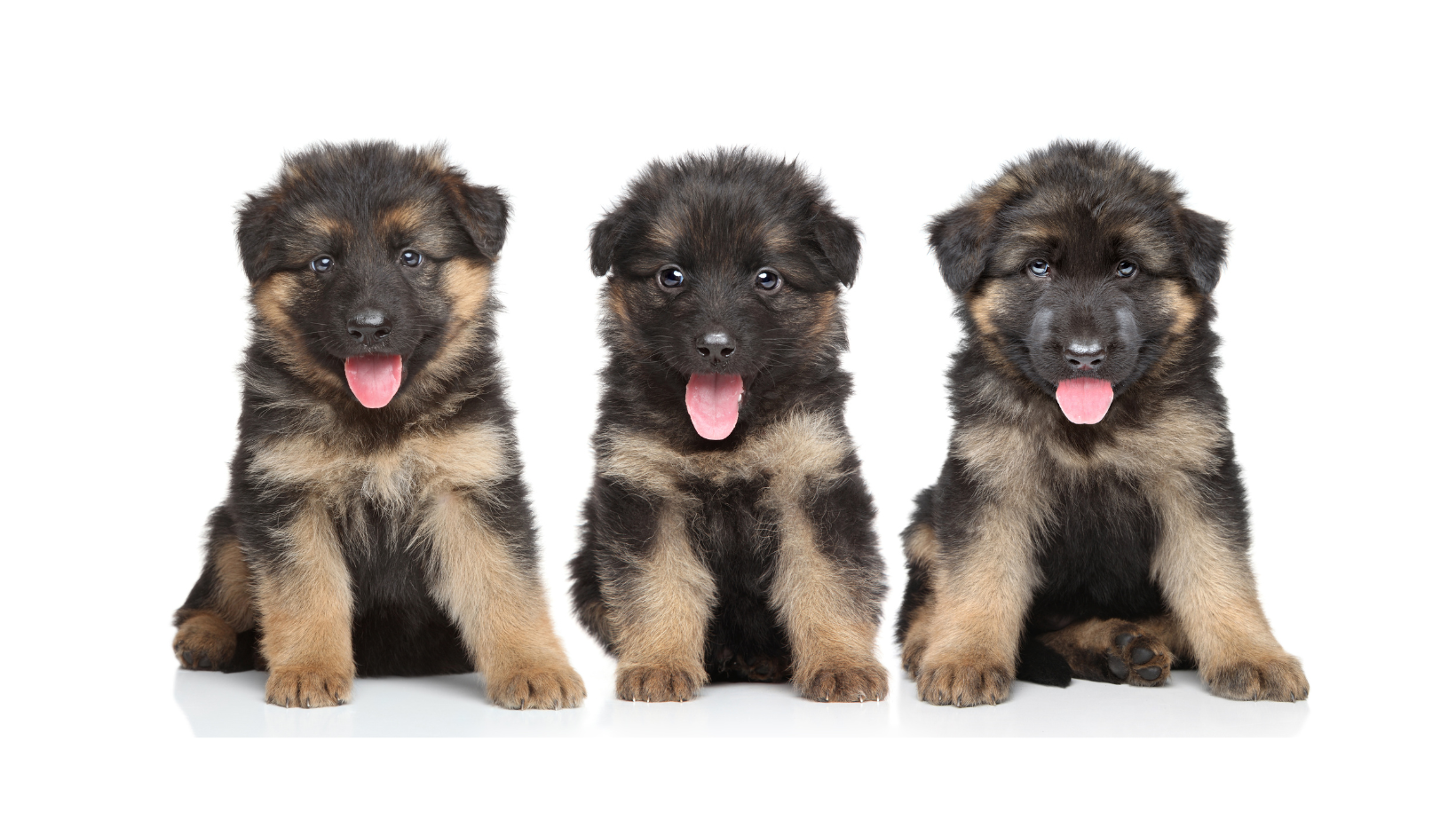 Choosing the Right German Shepherd Puppy