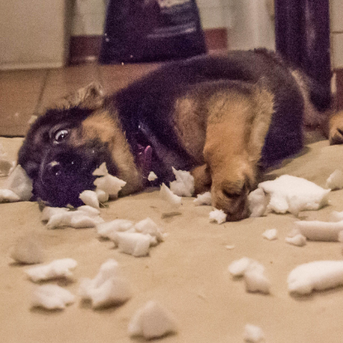 German-shepherd-traits