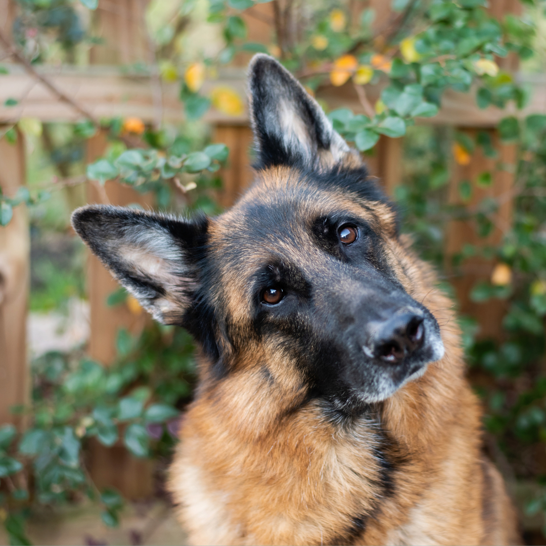 German Shepherd Therapy German Shepherd Therapy