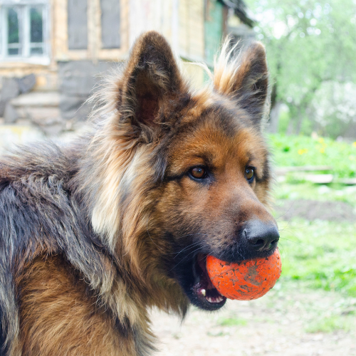 German-shepherd-traits