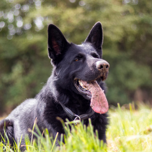 all black German shepherd