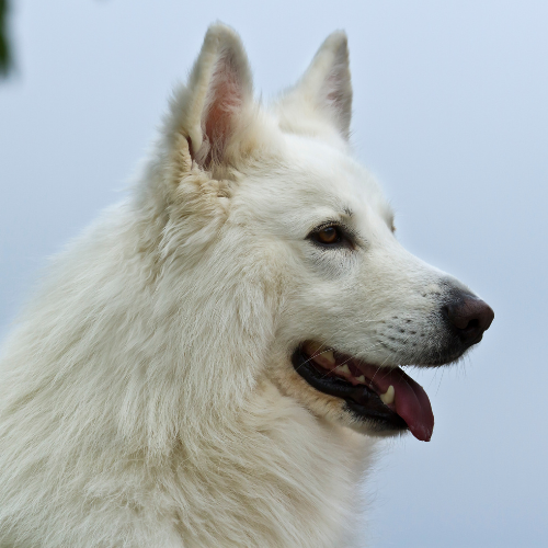 all white German shepherd