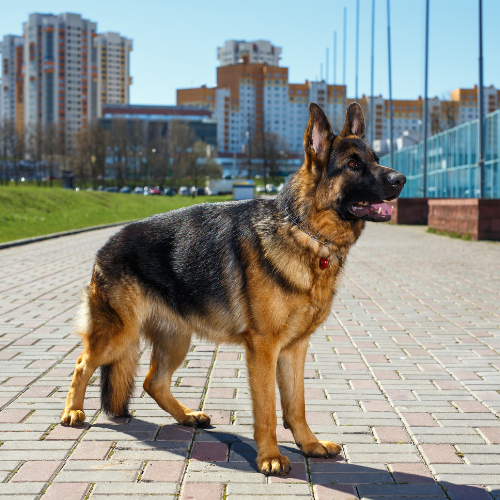 american-ahow-line-german-shepherd. american-ahow-line-german-shepherd.