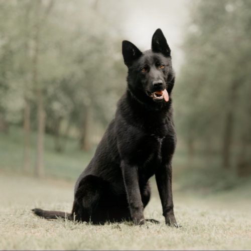 black-german-shepherd-need-to-know black-german-shepherd-need-to-know