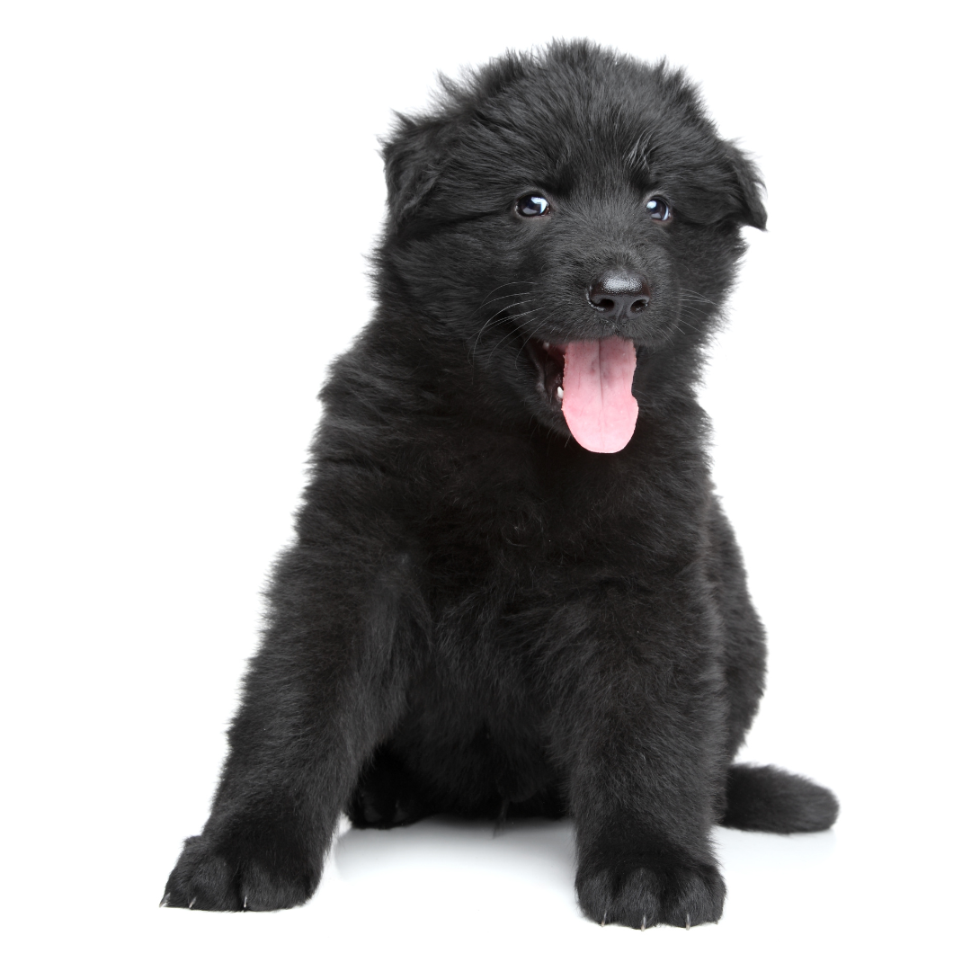 Black German Shepherd Puppy