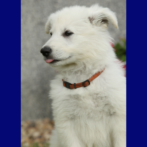 bonding with your German shepherd