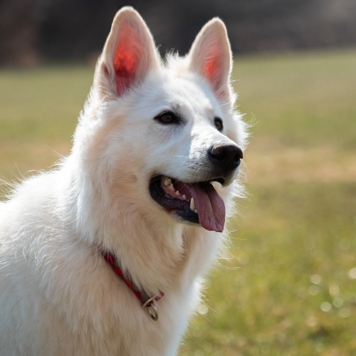 full white German shepherd full white German shepherd