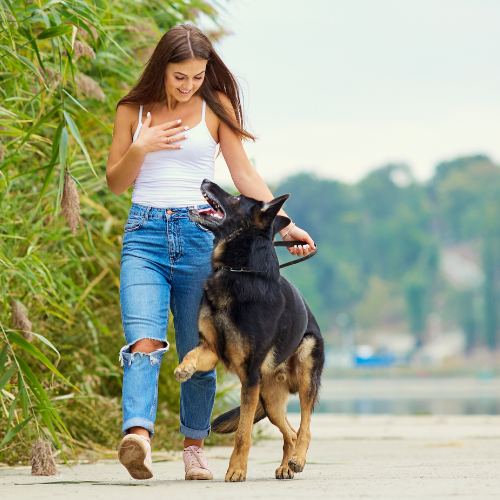 how-to-train-german-shepherd how-to-train-german-shepherd