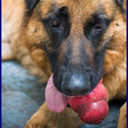 kong-dog-toys-for-german-shepherds