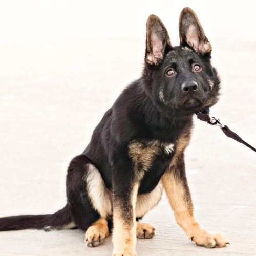 leash training German shepherd