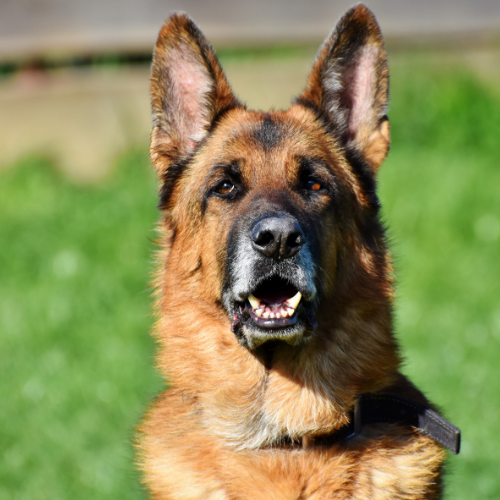 life-span-of-german-shepherd life-span-of-german-shepherd