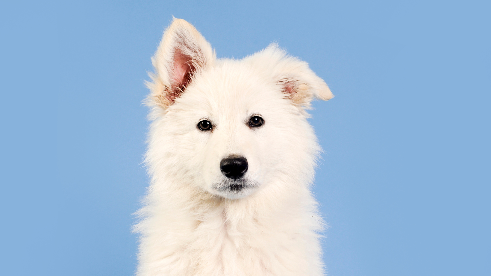 White long hair gsd puppy White long hair gsd puppy