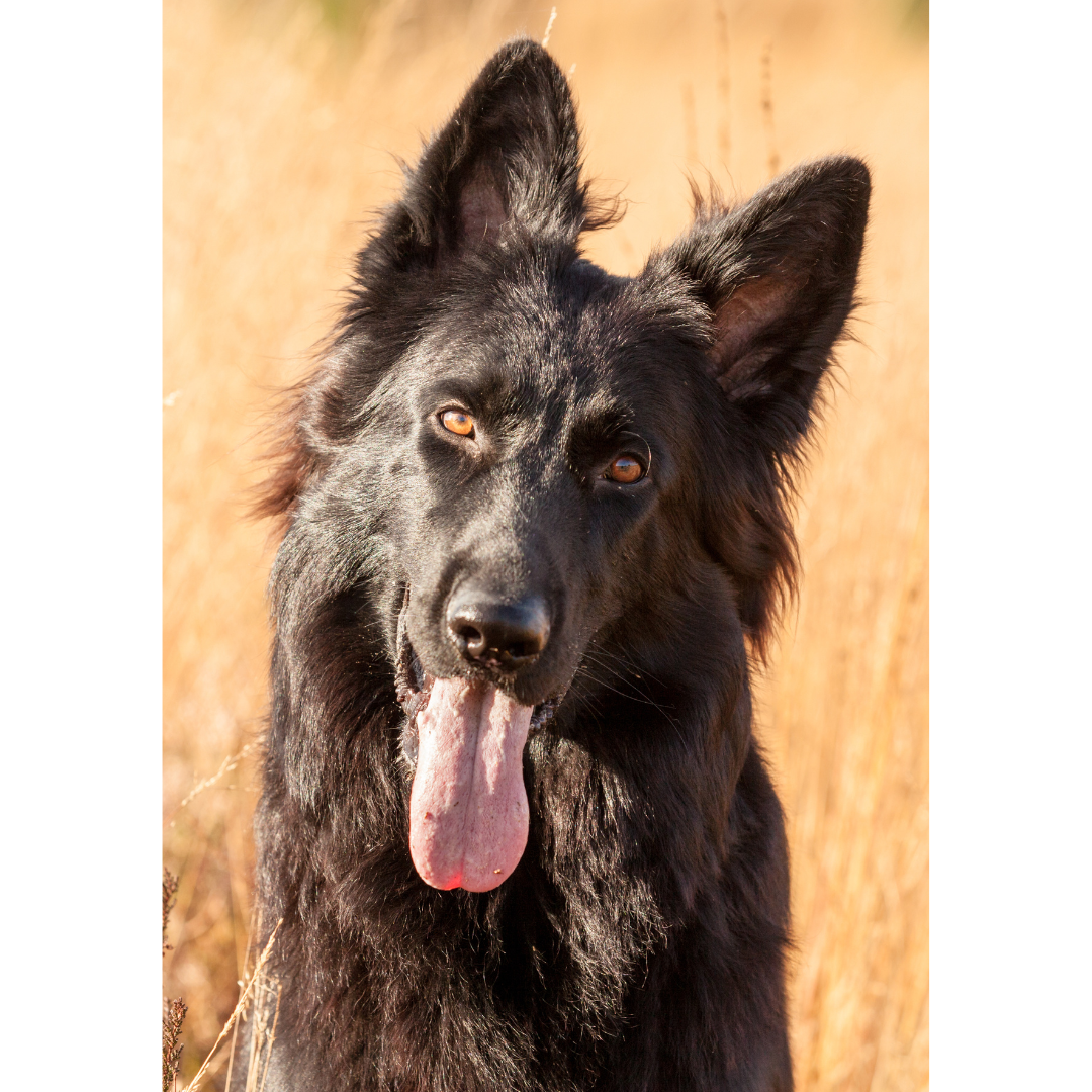 long hair black German shepherd