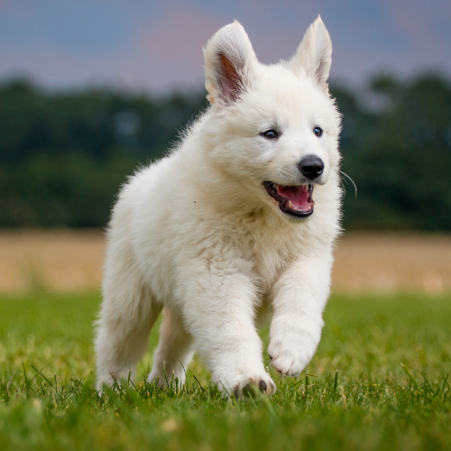 long hair white German shepherd long hair white German shepherd