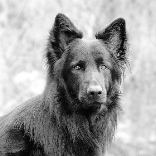 names for black German shepherds