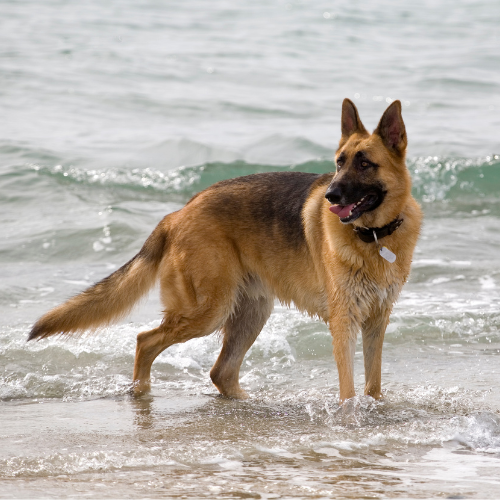 German Shepherd Common Health Issues and Care