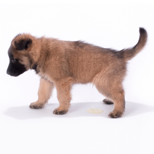 potty training a puppy gsd potty training a puppy