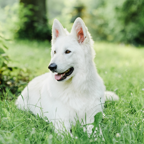 names for white German shepherds