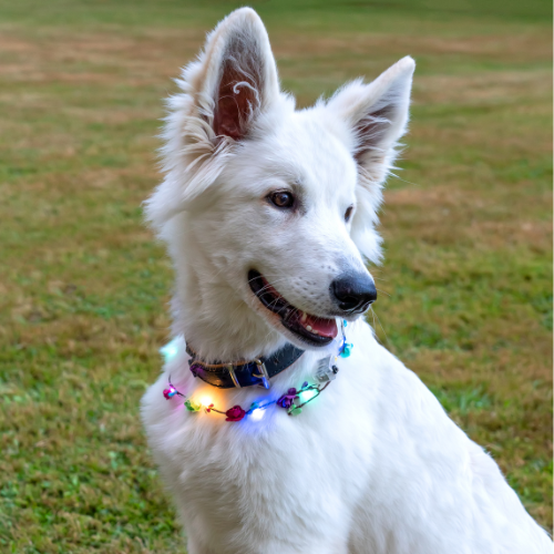 white German shepherd puppy white German shepherd puppy