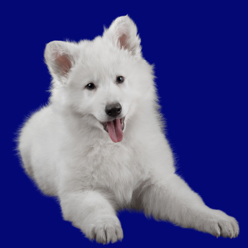 white long haired German shepherd white long haired German shepherd