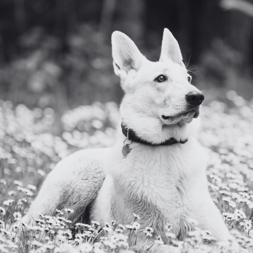 white German shepherd history