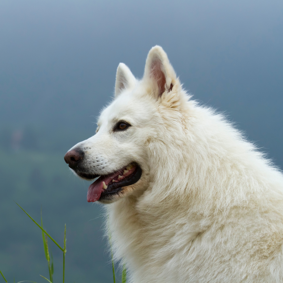 white shepherd long coat white shepherd long coat