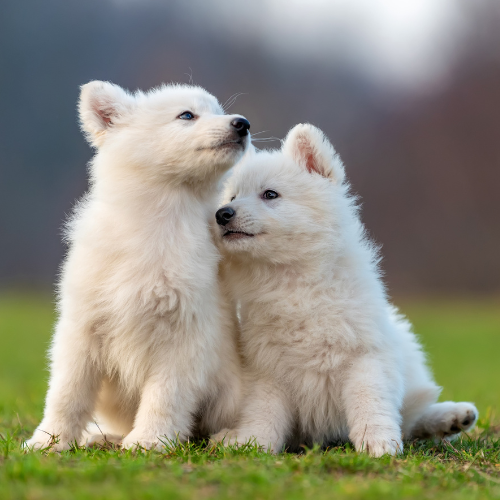 white shepherd puppies white shepherd puppies
